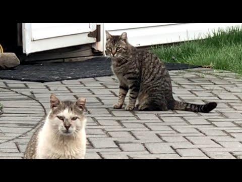 Feral cat's final love story #Video