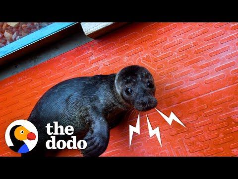 Orphaned Baby Seal Barks At Anyone Who Tries To Clean Her Bathtub #Video