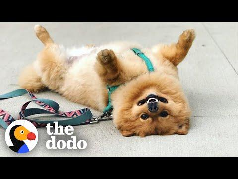Pomeranian Takes 'Playing Dead' To A Whole New Level #Video