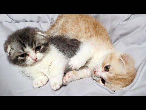 Pair of Cutest Munchkin Kittens Video