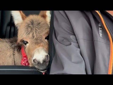 Rescue donkey is obsessed with her human parents, follows them everywhere #Video