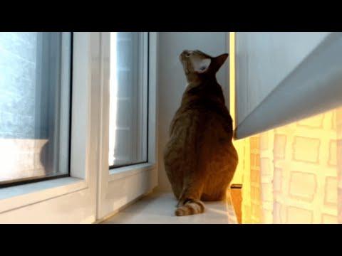 Woman brings home a cat and discovers he 'talks' to walls #Video