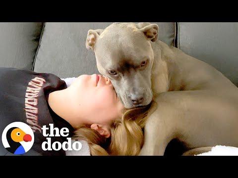 This Pittie Is Superglued To Her Mom #Video