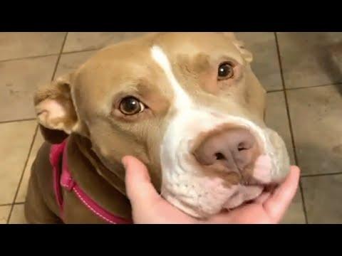 Mama dog was dumped for being useless. Someone gave her another chance at life. #Video