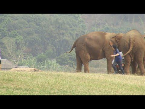 How To Run Away From Elephant Who Keep Following You - ElephantNews #Video