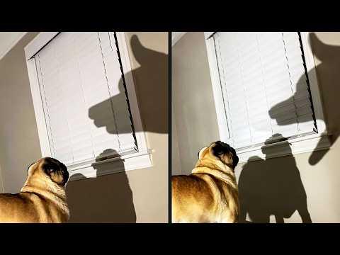 He Showed No Fear | YOUR Daily Dose of Pets Video#