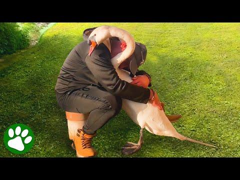 Jealous swan won’t let anyone else near his rescuer #Video