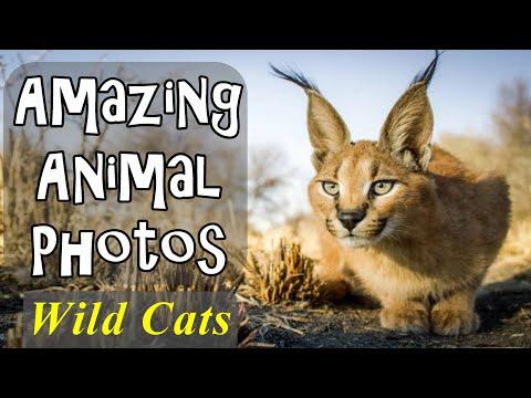 Amazing Animal Photos Wild Cats #Video
