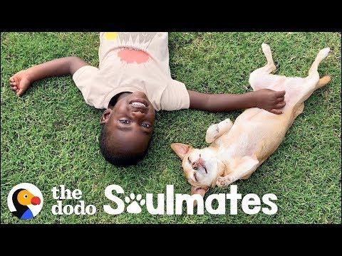 Little Boy Terrified Of Dogs Til He Meets This Senior Pup | The Dodo Soulmates