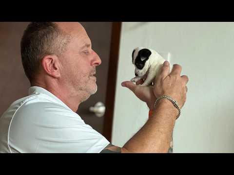 'Dog was never part of the plan' #Video