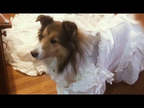 Wedding fails with animals - Funnest compilation