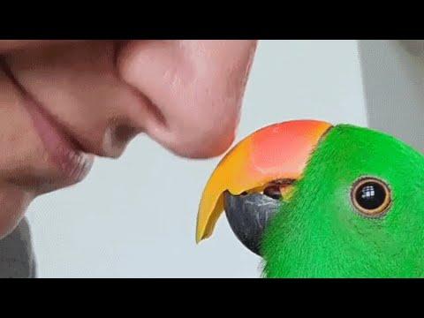 Woman brings home a parrot. And now he thinks she's his mommy. #Video