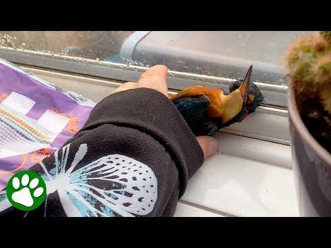 Kind Woman Helps Panicked Kingfisher #Video