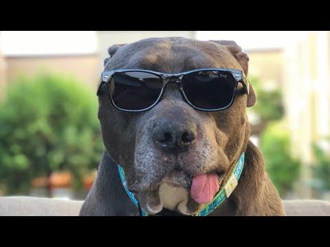 Senior dog is a delightful blend of beauty and brain #Video