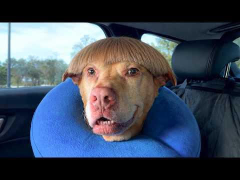 Funniest Dog Moments On Internet #Video