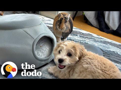 Dog Raised By Bunnies Thinks He's One Of Them #Video