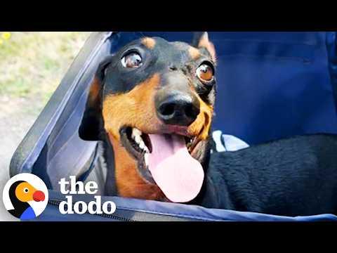 Paralyzed Dachshund Doesn't Let Anything Stop Him From 'Running' #Video