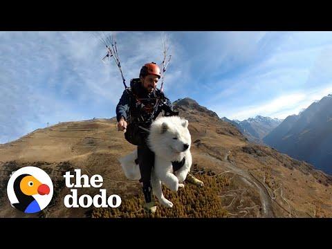 This Dog Goes Paragliding With His Owner And Loves it! #Video