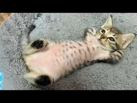 One of the Cutest Kitten Videos Ever! #Video