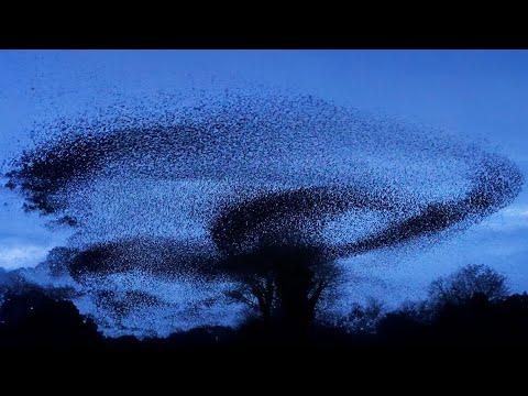 Winter Starling Murmuration 4K | Discover Wildlife | Robert E Fuller #Video