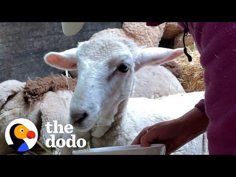 The Look On This Little Sheep’s Face When She’s Able To Walk Again #Video