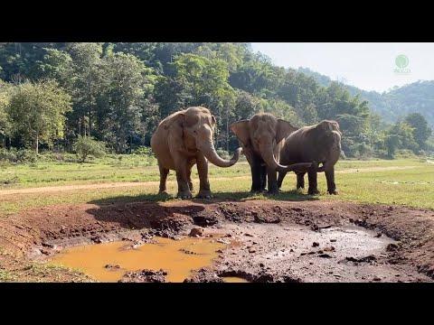 Elephants Celebrated By Trumpeting After Eating Fruit Cake - ElephantNews #Video