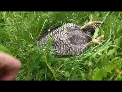 I caught my chicken sleeping on the job #Video