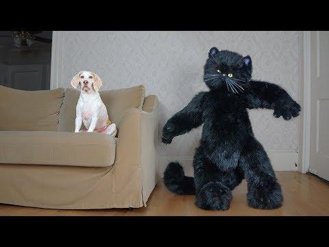 Giant Cat Rescues Dog from Mouse! Funny Dogs Maymo, Penny & Potpie