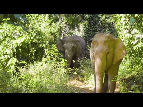 Elephant Lead Her Blind Best Friend Through Explore The Jungle Home - Elephant News #Video