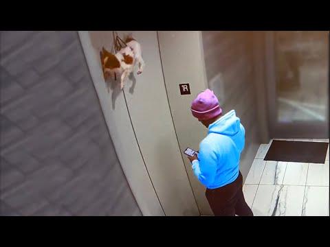 Guy Saves Dog Hanging from Elevator. Your Daily Dose Of Internet. #Video