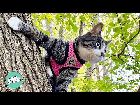 Adventurous Rescue Cat Finally Finds Her Soulmate #Video