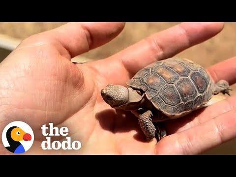 30-Year-Old Tortoise Guides Her Mom On Daily Walks #Video