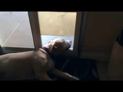 Doggie Door Closes On Lazy Dog