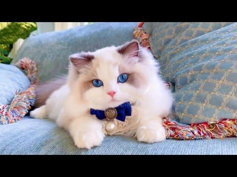 The Royal Cat Next Door #Video
