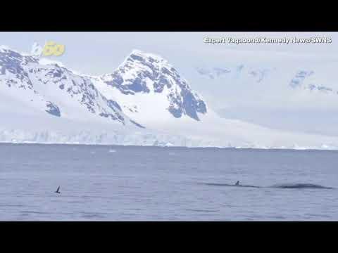 Must See Video! This Is the Moment a Penguin Escapes a Killer Whale by Jumping Onto Tour Boat