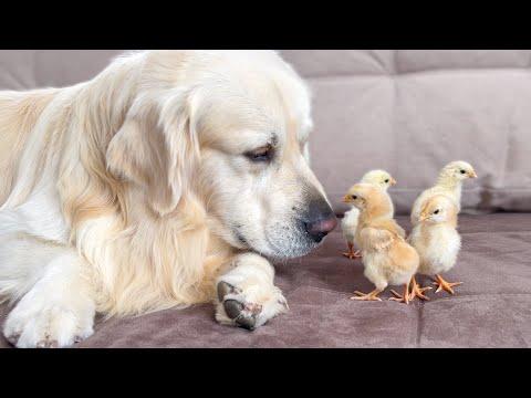 What does a Golden Retriever do when sees Baby Chicks #Video