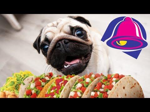 Hilarious Dogs Love Taco Bell - Funny Dog Videos Compilation (2018)