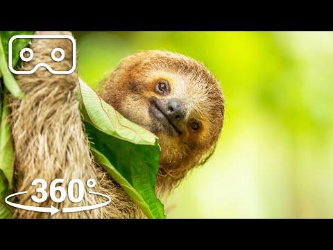 Hang Out In The Canopy With A Three-Toed Sloth | VR 360 | Seven Worlds, One Planet