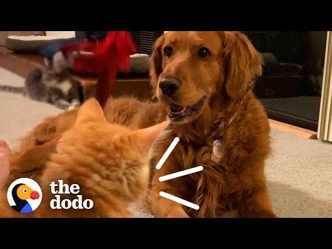 Kitten Found In Parking Lot Growled At His Golden Retriever Sister When They First Met #Video