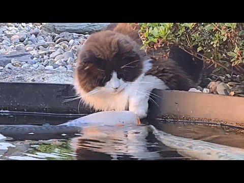 World's Most Gentle Cat (Cute Friendship Between Animals) #Video