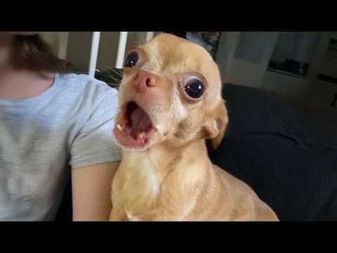 When Dogs Decide to Become Comedians for a Day  #Video