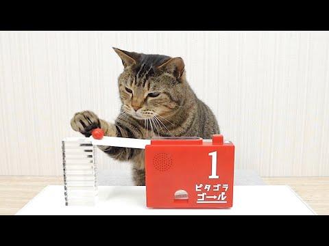 Cats and Marble Run #Video
