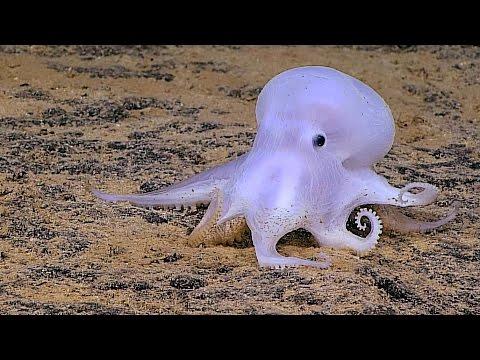Ghostlike Octopus Found Lurking Deep Below The Sea