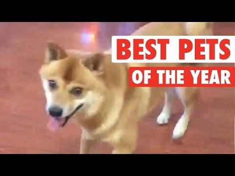 Ultimate Pet Videos Of The Year Part 2 || 2015