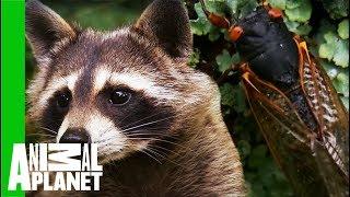 Amazing Animals Found In The Appalachian Outdoors!