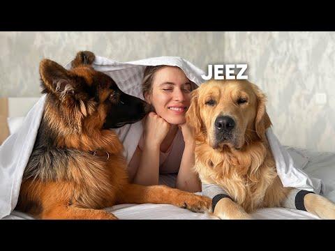 My Dogs Best Reactions | Funny Dog Videos