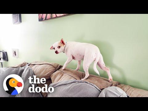 Woman Adopts Anxious Chihuahua No One Wanted #Video