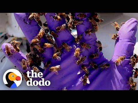 Lady Rescues Bees Off Aircraft Carrier #Video