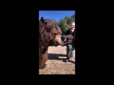Ben the bear wants to enjoy some live music #Video
