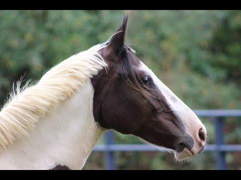 2 Month Rescue Horse Transformation Video